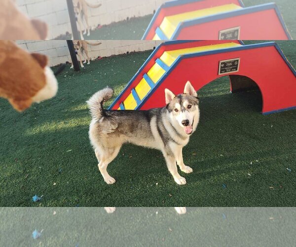 Medium Photo #12 Huskies -Unknown Mix Puppy For Sale in Rockwall, TX, USA
