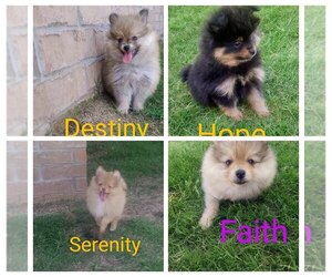 Pomeranian Puppy for sale in NEOSHO, MO, USA