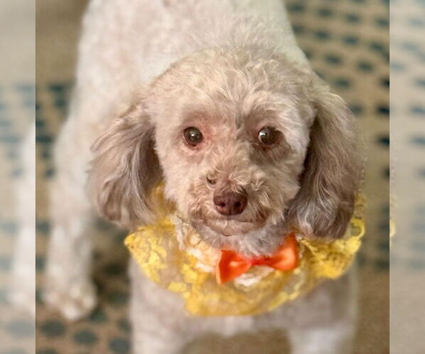 Medium Photo #3 Poodle (Toy) Puppy For Sale in Cranford, NJ, USA