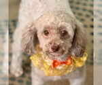Small #2 Poodle (Toy)