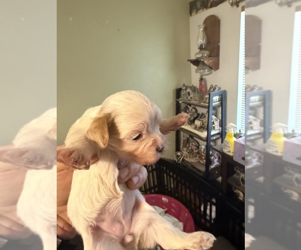 Medium Photo #5 Cavanese-Havanese Mix Puppy For Sale in HIGHLANDVILLE, MO, USA