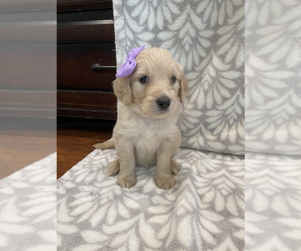 Medium Photo #1 Goldendoodle Puppy For Sale in N HIGHLANDS, CA, USA