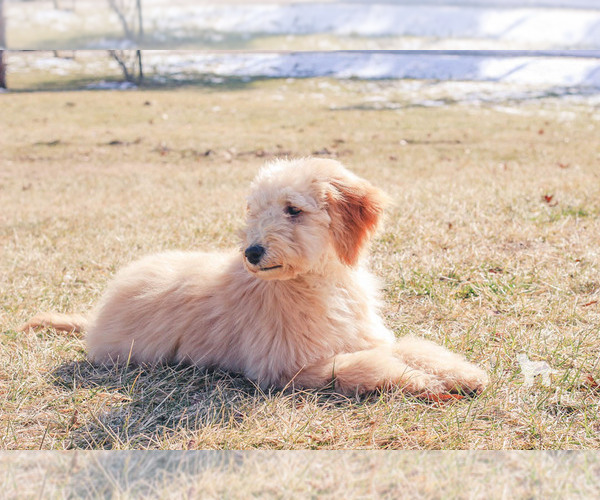 Medium Photo #35 Goldendoodle Puppy For Sale in CARLOCK, IL, USA