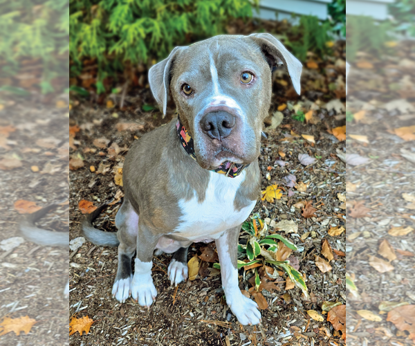 Medium Photo #1 American Bulldog Puppy For Sale in Westminster, MA, USA