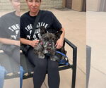 Small #5 French Bulldog Mix