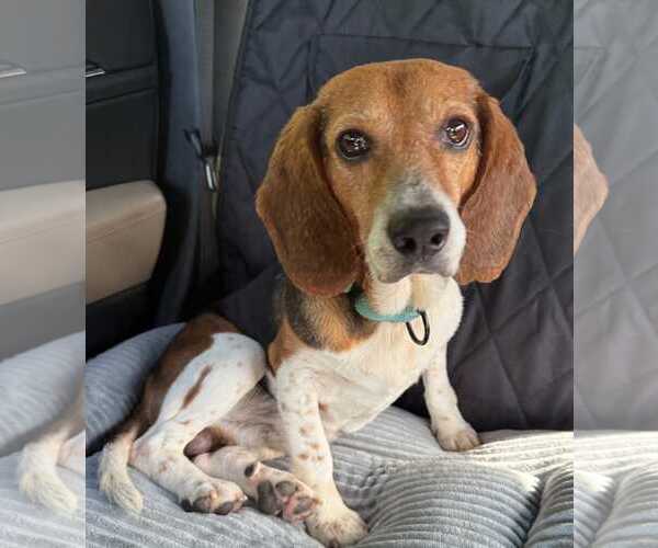 Medium Photo #1 Beagle Puppy For Sale in Dunnellon, FL, USA