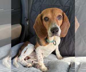 Beagle Dogs for adoption in Dunnellon, FL, USA