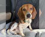 Small Beagle