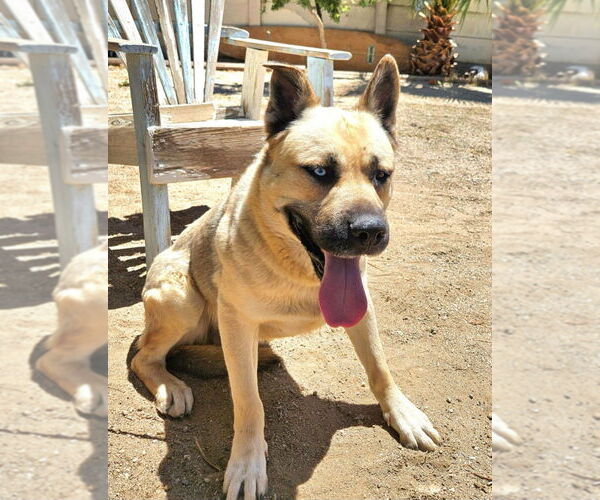 Medium Photo #7 Huskies -Unknown Mix Puppy For Sale in Lake Forest, CA, USA