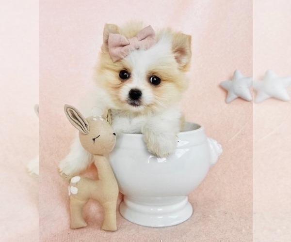 Medium Photo #12 Pomeranian Puppy For Sale in DELRAY BEACH, FL, USA