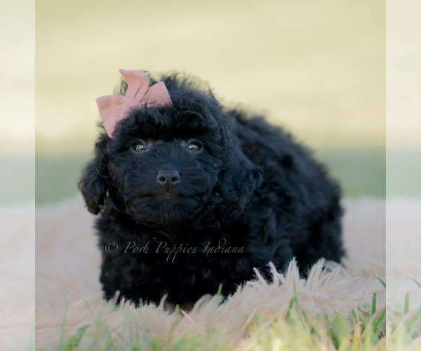 Medium Photo #4 Goldendoodle (Miniature) Puppy For Sale in WARSAW, IN, USA