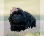 Small Photo #100 Goldendoodle (Miniature) Puppy For Sale in WARSAW, IN, USA