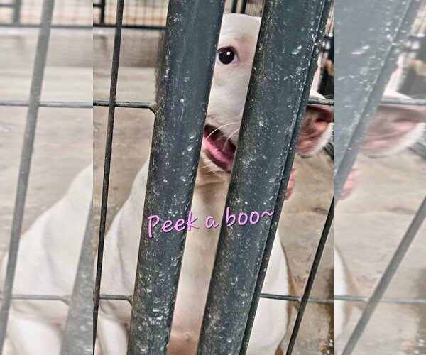 Medium Photo #7 Siberian Husky-Unknown Mix Puppy For Sale in Jackson, MS, USA