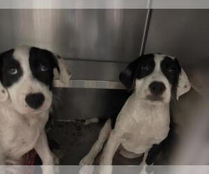 Great Pyrenees Dogs for adoption in Waco, TX, USA