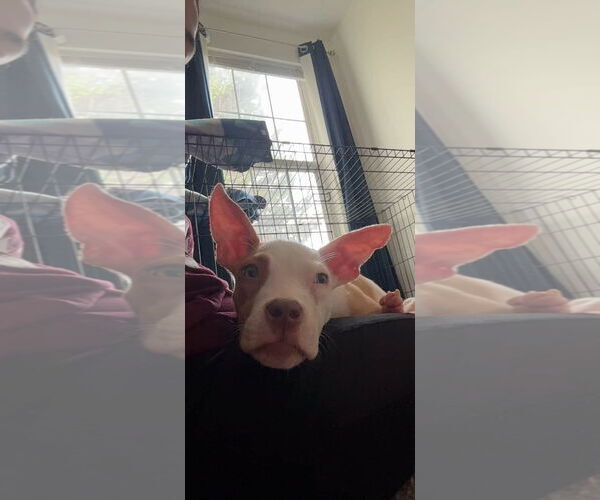 Medium Photo #1 American Pit Bull Terrier-Unknown Mix Puppy For Sale in Brooklyn, NY, USA