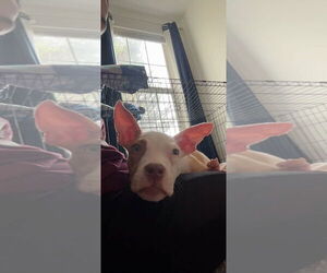 American Pit Bull Terrier-Unknown Mix Dogs for adoption in Brooklyn, NY, USA