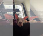 Small American Pit Bull Terrier Mix