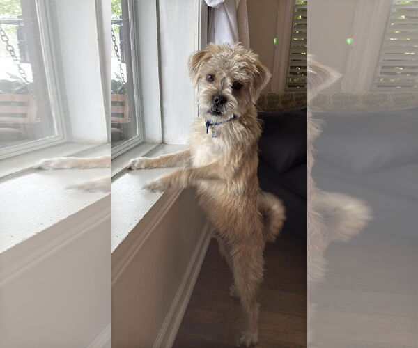 Medium Photo #11 Mutt Puppy For Sale in Fort Worth, TX, USA