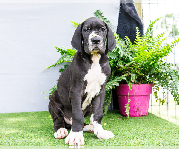 Medium Photo #11 Great Dane Puppy For Sale in WAKARUSA, IN, USA