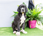 Small #10 Great Dane