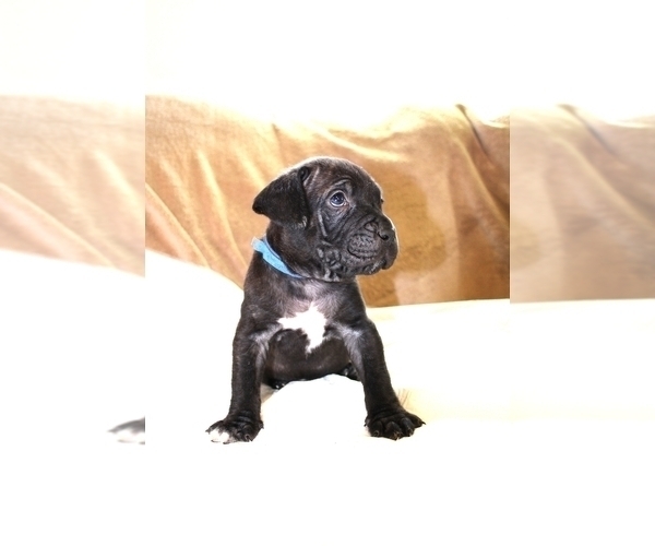 Full screen Photo #1 Cane Corso Puppy For Sale in SAHUARITA, AZ, USA
