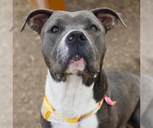 American Staffordshire Terrier-Unknown Mix Dogs for adoption in San Antonio, TX, USA