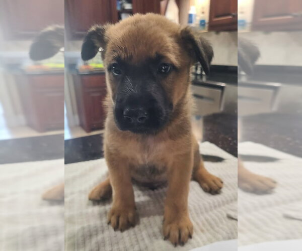 Medium Photo #2 Mutt Puppy For Sale in Stevens Point, WI, USA