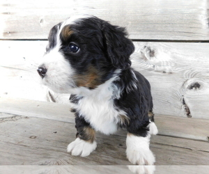 Bernedoodle Puppy for sale in HOUGHS NECK, MA, USA