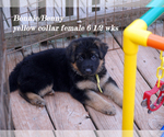 Small Photo #5 German Shepherd Dog Puppy For Sale in CHRISNEY, IN, USA