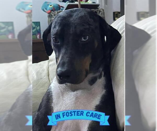 Medium Photo #3 Treeing Walker Coonhound-Unknown Mix Puppy For Sale in Tallahassee, FL, USA