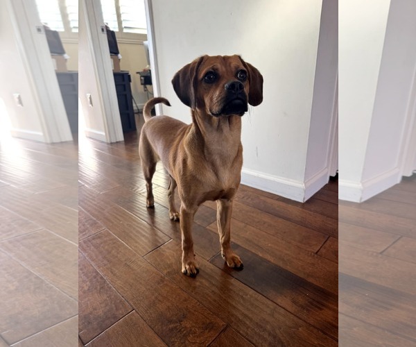 Medium Photo #4 Daug Puppy For Sale in San Diego, CA, USA