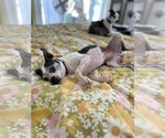 Small Photo #12 Boston Terrier-Italian Greyhound Mix Puppy For Sale in Little Elm, TX, USA