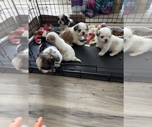 Shih Tzu Litter for sale in ROCK ISLAND, IL, USA