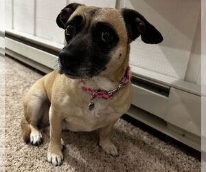 Chug Dogs for adoption in Princeton, MN, USA