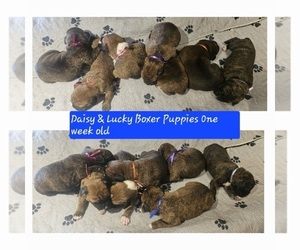 Boxer Puppy for Sale in LINN GROVE, Indiana USA