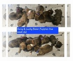 Image preview for Ad Listing. Nickname: Litter of 7