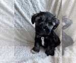 Puppy Shiloh Schnauzer (Miniature)