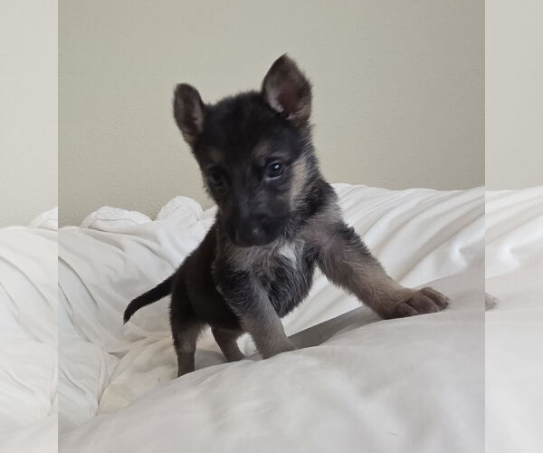 Medium Photo #8 German Shepherd Dog-Unknown Mix Puppy For Sale in McKinney, TX, USA