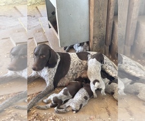 Mother of the German Shorthaired Pointer puppies born on 04/19/2022