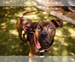 Small #1 Plott Hound Mix