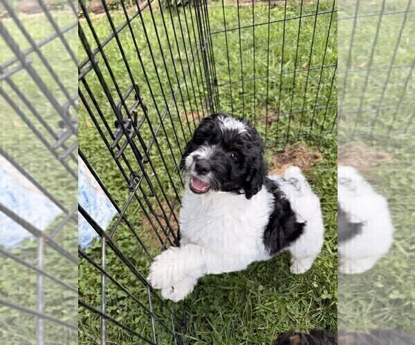 Medium Photo #89 Aussiedoodle Puppy For Sale in ASHEVILLE, NC, USA