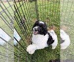 Small Photo #89 Aussiedoodle Puppy For Sale in ASHEVILLE, NC, USA