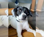 Small #2 American Pit Bull Terrier-Pointer Mix
