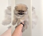Small #4 Pomeranian