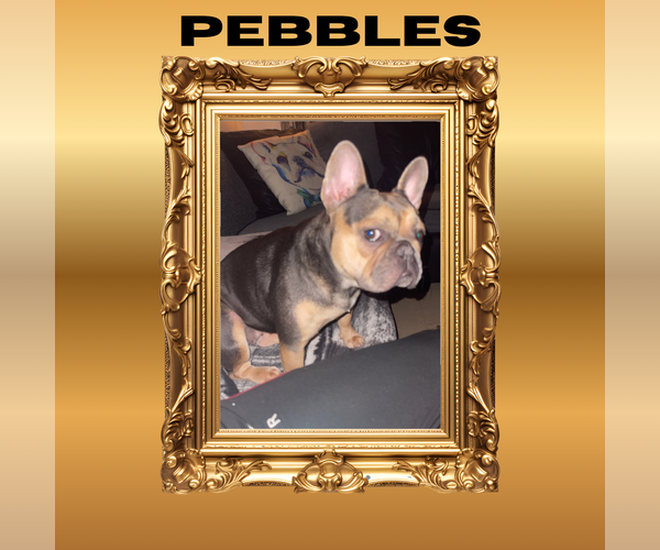 Medium Photo #1 French Bulldog Puppy For Sale in Luton, Bedfordshire (England), United Kingdom