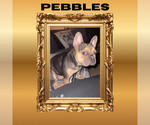 Small Photo #1 French Bulldog Puppy For Sale in Luton, Bedfordshire (England), United Kingdom