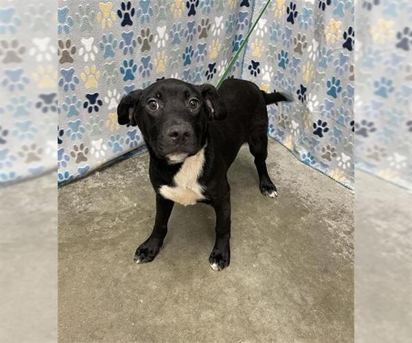 Medium Photo #2 Labrador Retriever-Unknown Mix Puppy For Sale in Rosenberg, TX, USA