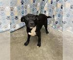 Small #1 Labrador Retriever Mix