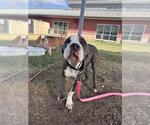 Small American Staffordshire Terrier