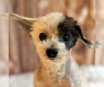 Small #3 Poodle (Toy) Mix